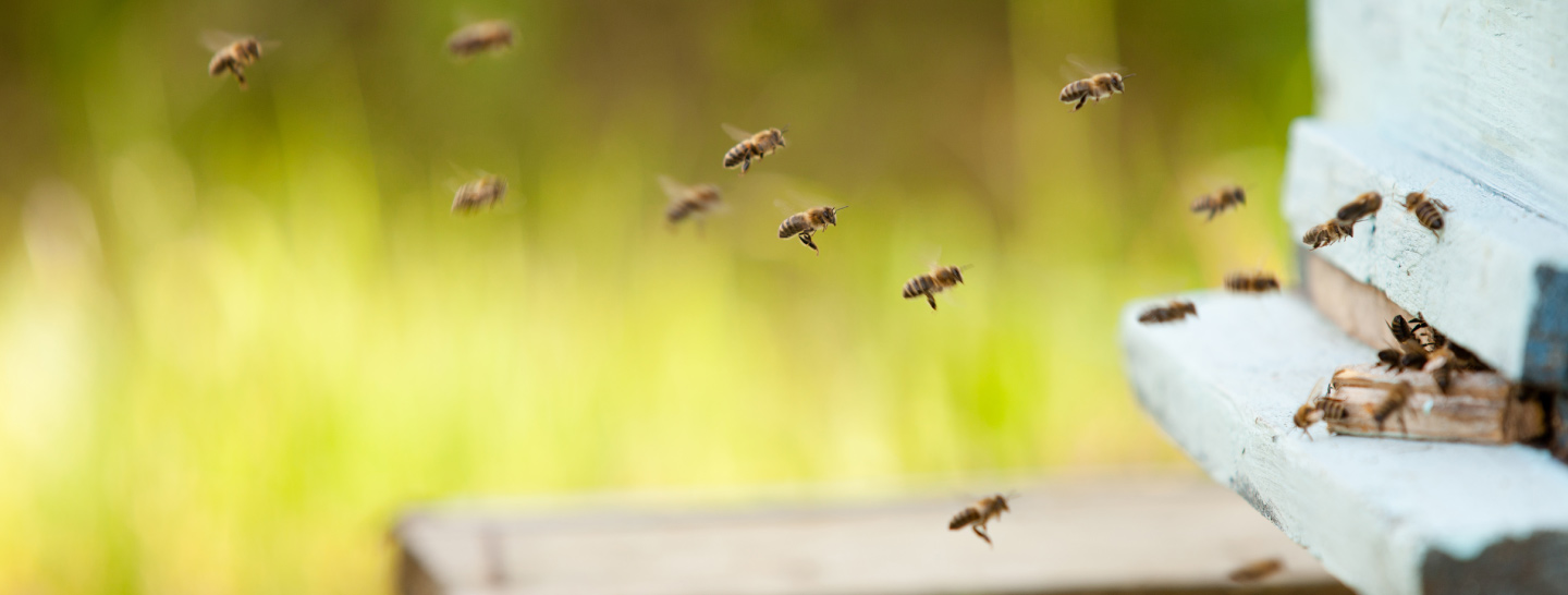 Biodiversity