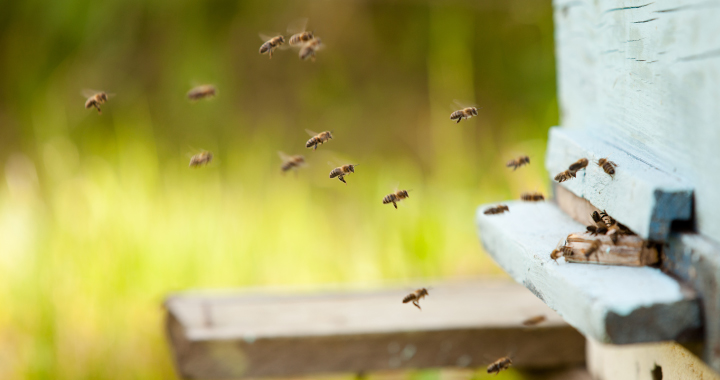 Biodiversity