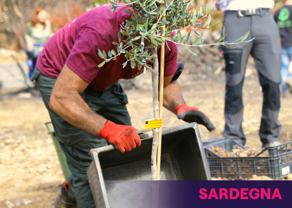 Uomo che pianta un albero in Sardegna
