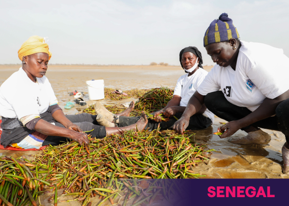 Mujeres senegalesas que recogen la fruta de la plantación