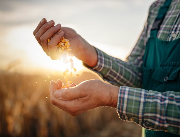 Manos de un agricultor que sosteniene un puñado de maíz