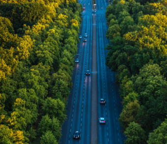 Strada circondata da alberi