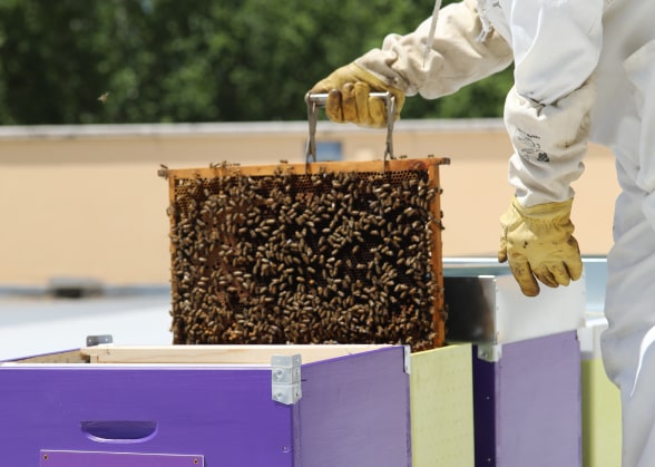Manos de una persona sacando abejas de una colmena