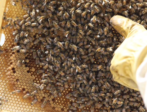 Mano de persona con guantes apuntando a las abejas 